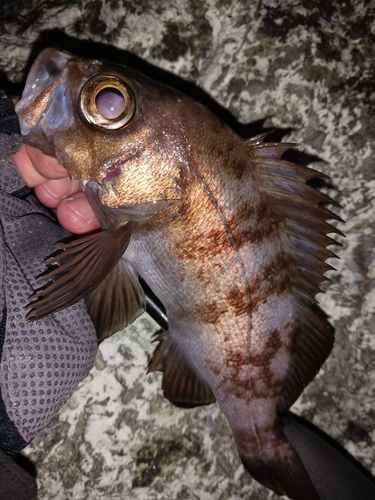 メバルの釣果