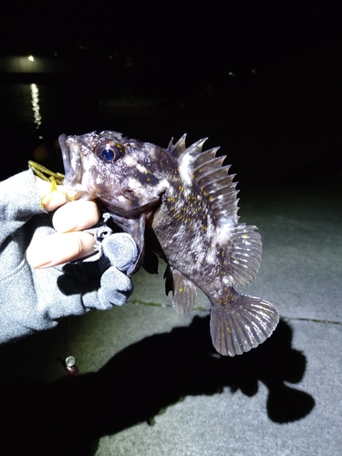 オウゴンムラソイの釣果