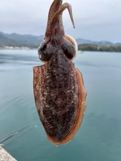 コウイカの釣果