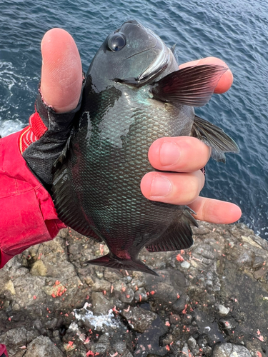 クチブトグレの釣果