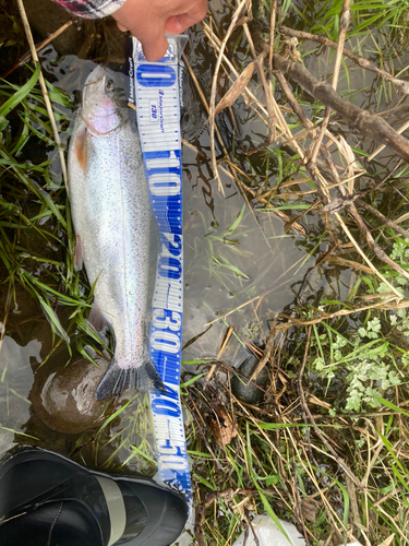 ヤマメの釣果