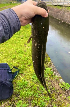 ライギョの釣果