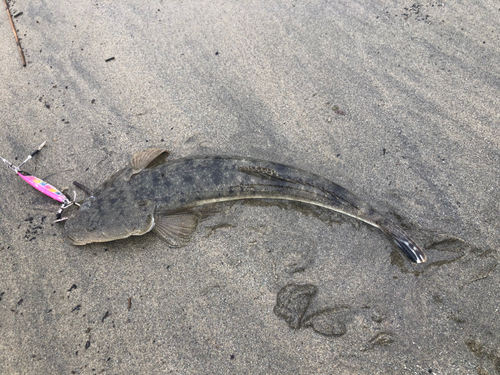 マゴチの釣果