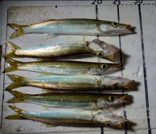 カマスの釣果