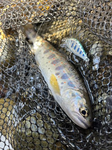 アマゴの釣果