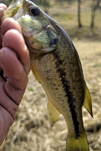 ラージマウスバスの釣果