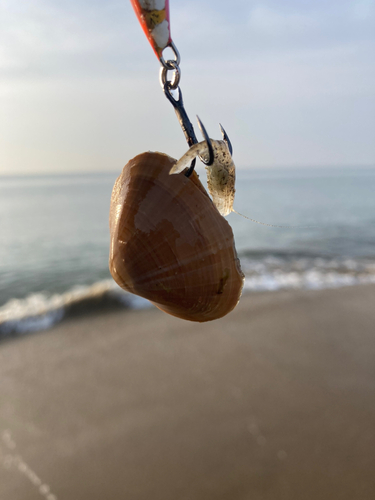 カニの釣果