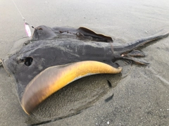 エイの釣果