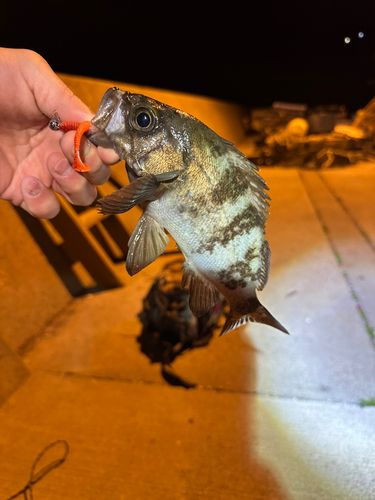 メバルの釣果