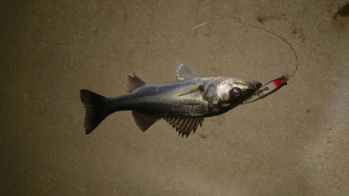 セイゴ（マルスズキ）の釣果