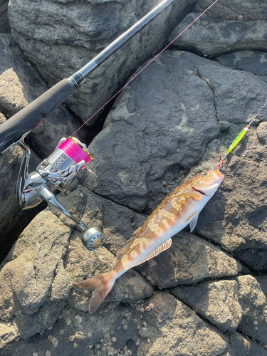 ホッケの釣果