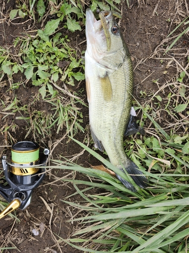 ブラックバスの釣果