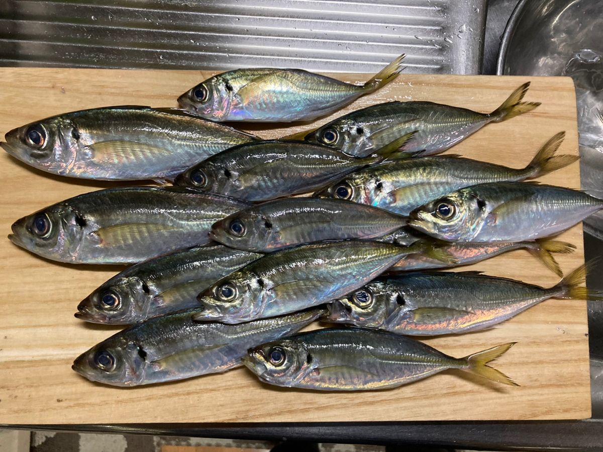 静秋さんの釣果 3枚目の画像