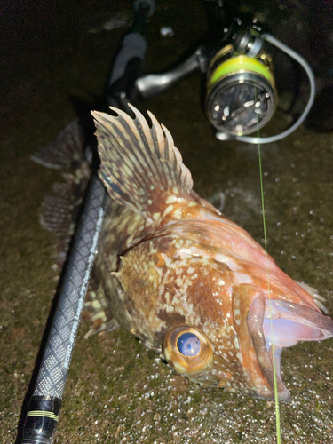 カサゴの釣果