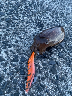 コウイカの釣果