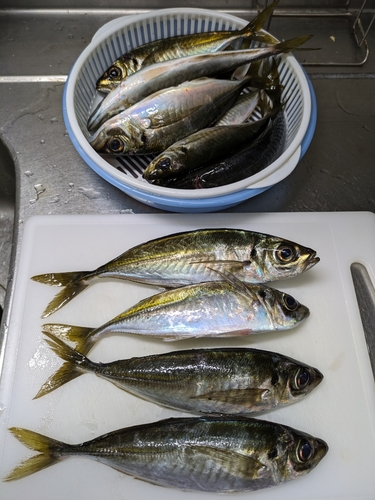 アジの釣果