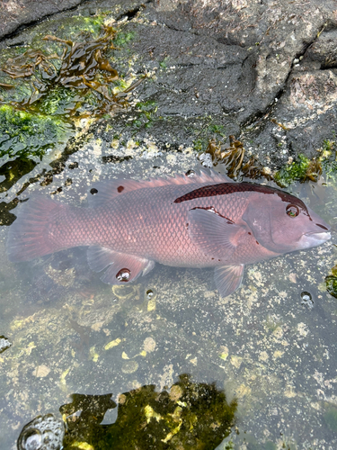 コブダイの釣果