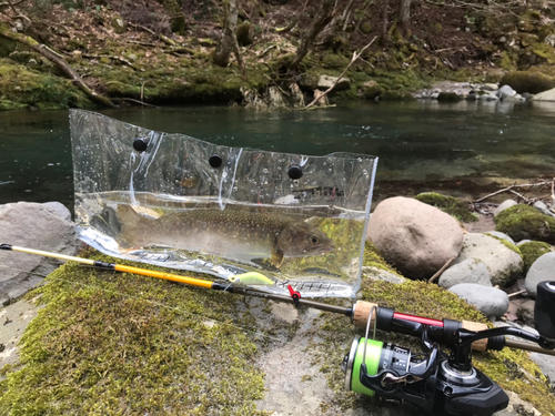 イワナの釣果