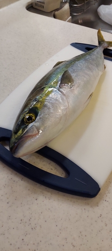 ハマチの釣果