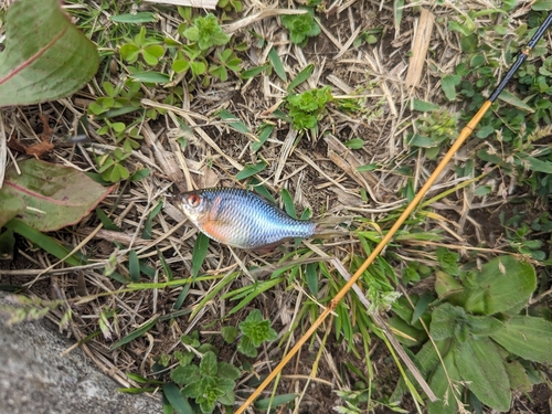 タイリクバラタナゴの釣果