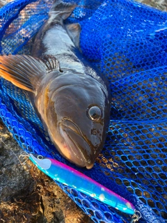 アイナメの釣果