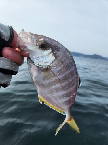 カイワリの釣果