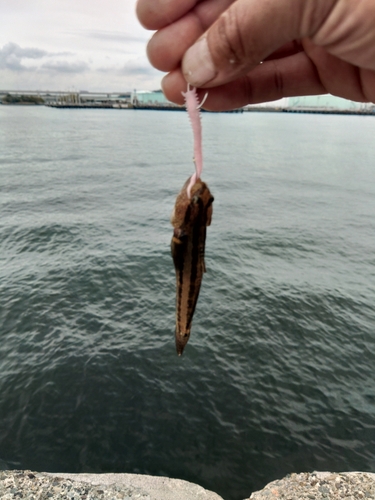 ハゼの釣果