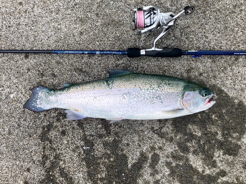 トラウトの釣果