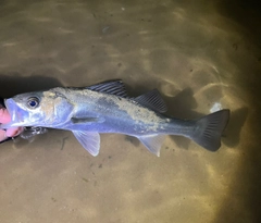 セイゴ（マルスズキ）の釣果