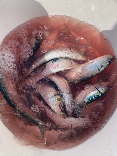 イワシの釣果