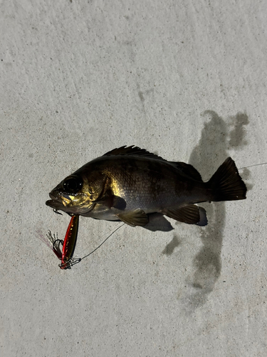 アラカブの釣果