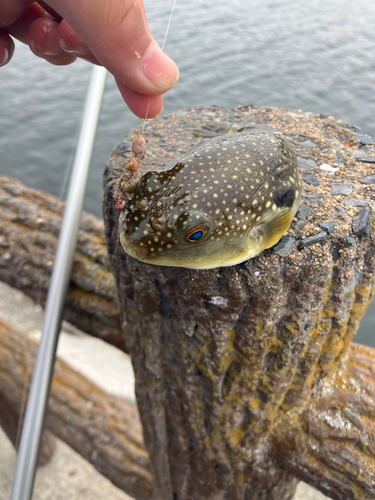 クサフグの釣果