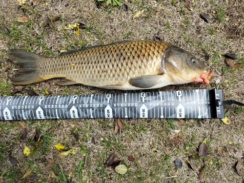 コイの釣果