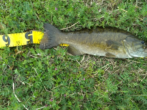 スモールマウスバスの釣果