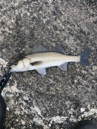 スズキの釣果