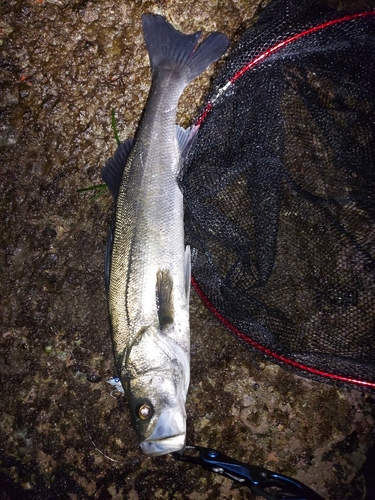 スズキの釣果