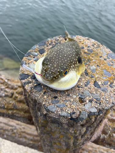 クサフグの釣果