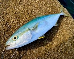 ハマチの釣果