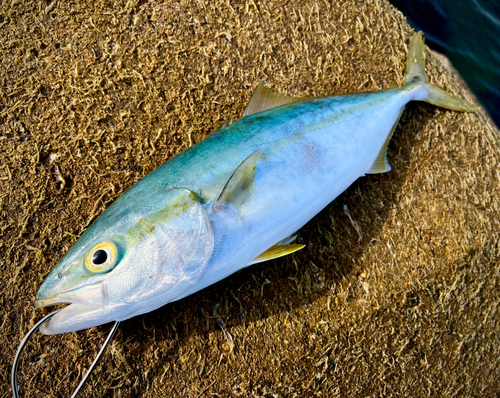 ハマチの釣果