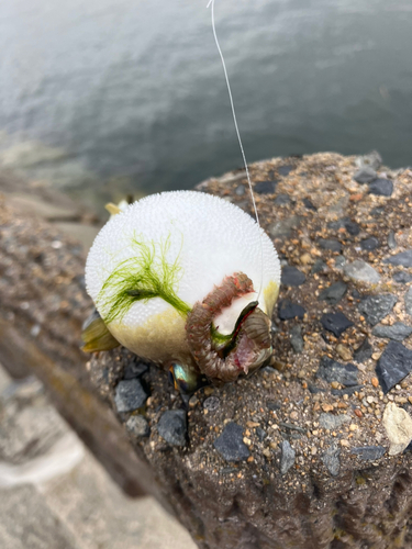 クサフグの釣果