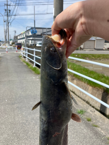 ナマズの釣果