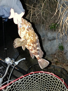 タケノコメバルの釣果