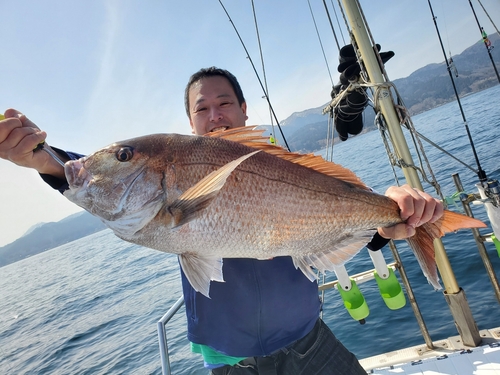 マダイの釣果