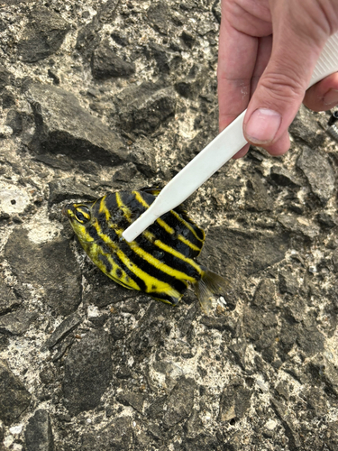 カゴカキダイの釣果