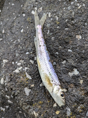 スゴモロコの釣果