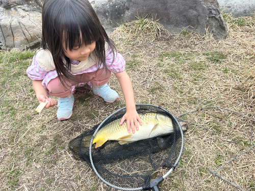 コイの釣果