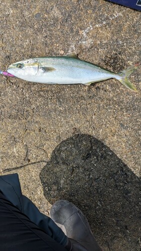 イナダの釣果