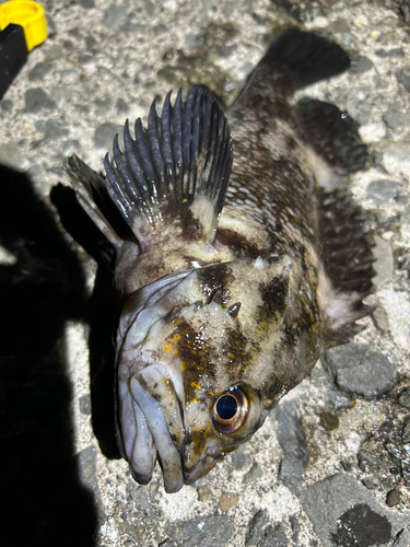 オウゴンムラソイの釣果