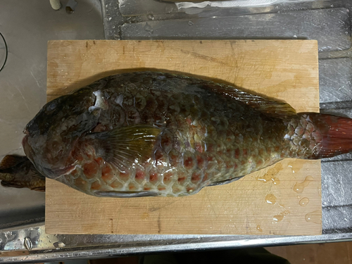 ブダイの釣果