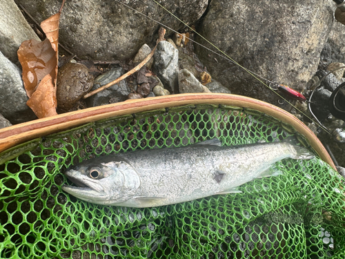 ヤマメの釣果